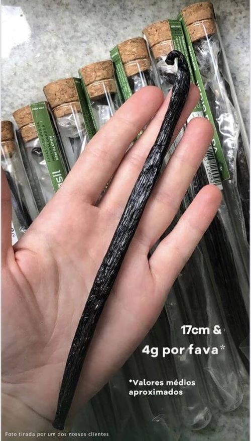 Fava De Baunilha 4 Gr Vanilla Brasiil